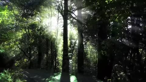 Animal video