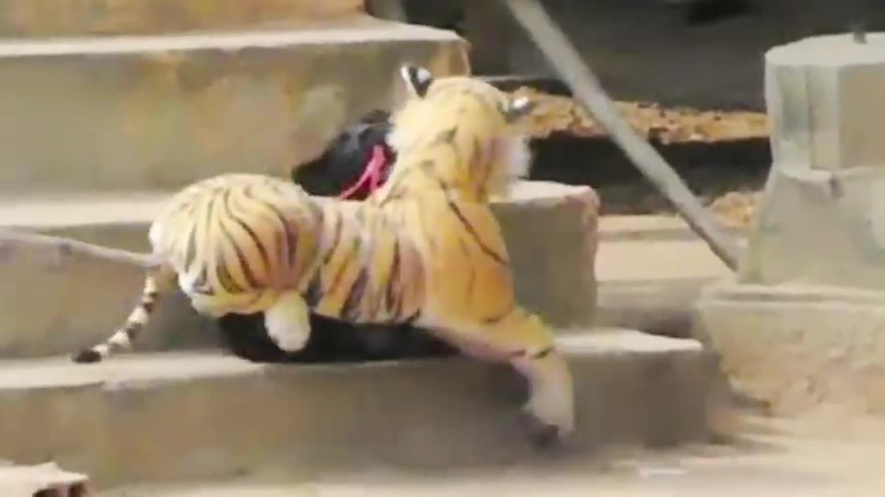 funny animal compilation 2023