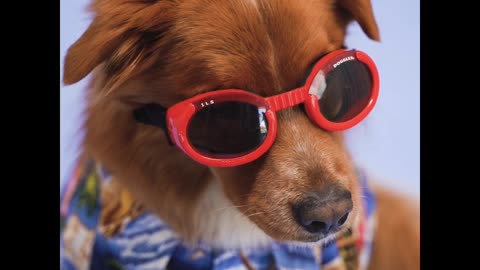 Cute Dog animals videos. Styles Dog