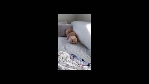 Funny Dogs And Cats Videos 2024 😅 - Best Funniest Animal Videos Of The week