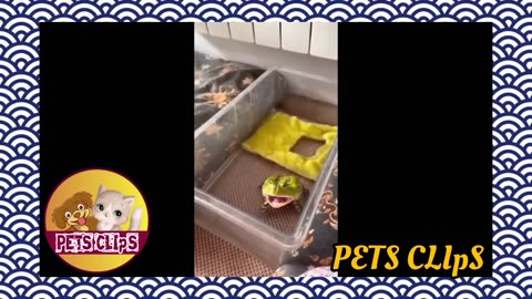 Sweet moments in the life of pets😍🐈‍⬛️🐈