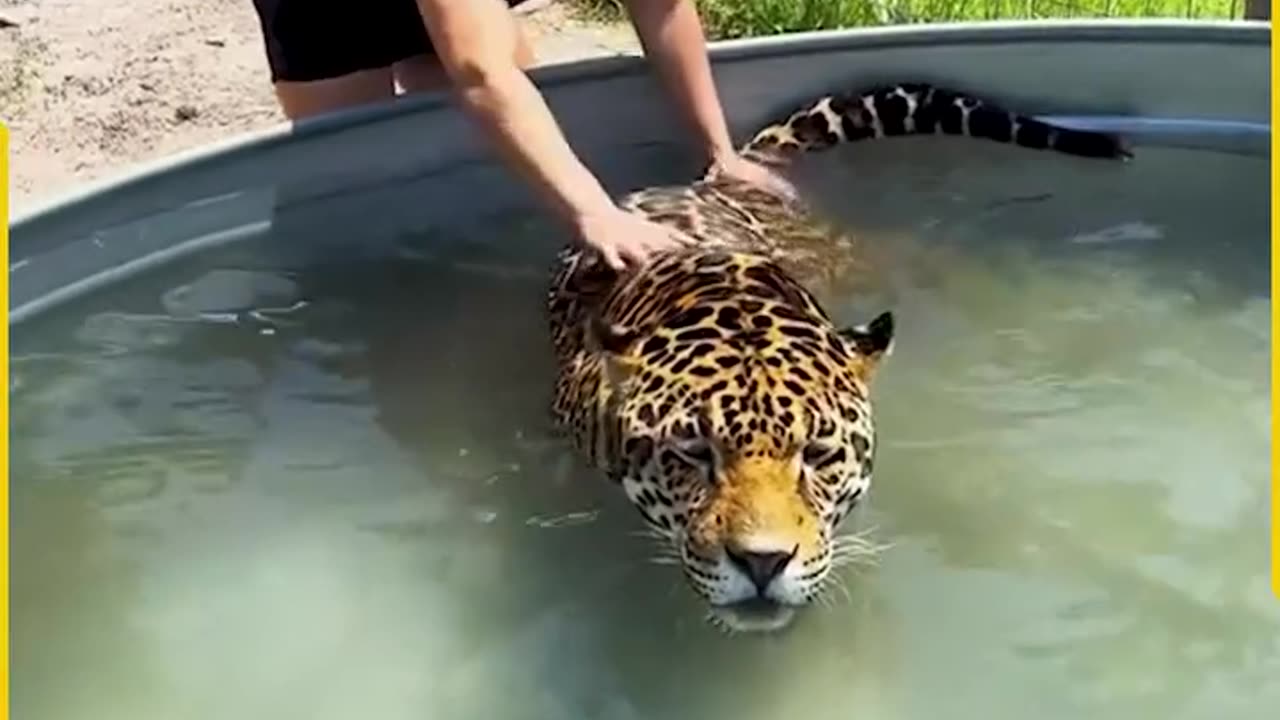 The_jaguar_visits_his_summer’s_favorite_place