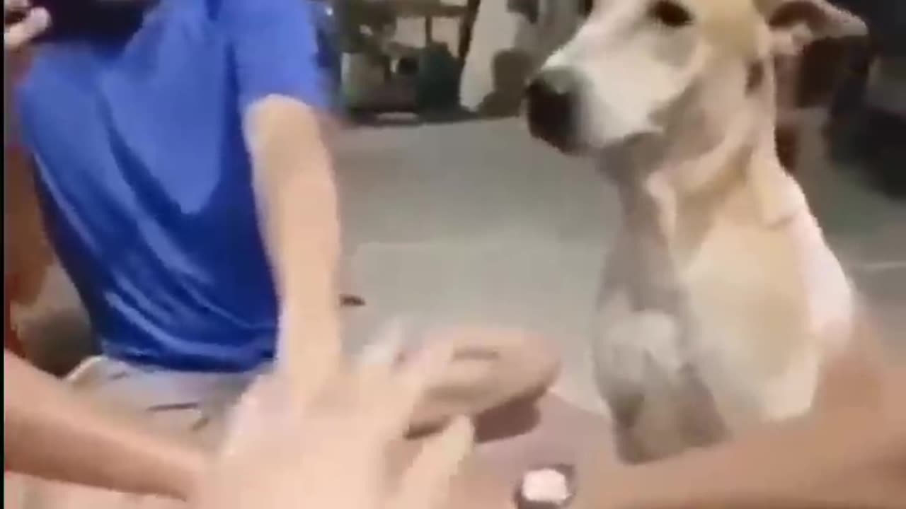 You won't be able to stop laughing after watching this video 😄🤣🤣🤣🤣😄