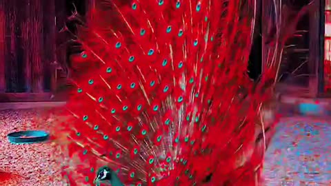 The peacock displayed its fine tail feathers.
