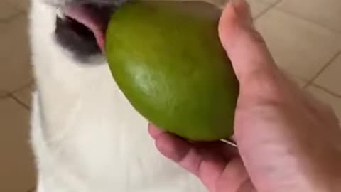 HUSKY REACTS TO WEIRD MANGO FRUIT!!!