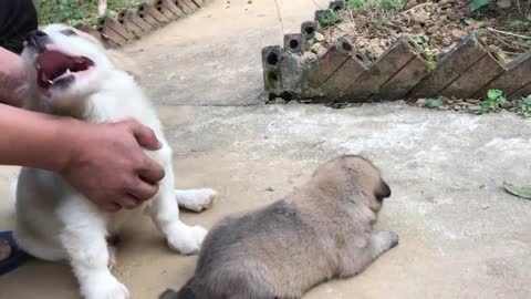 He's really cool, he loves these puppies so much