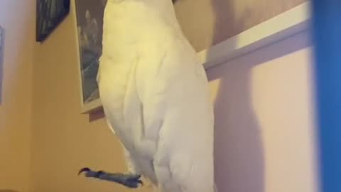 parrot wants to sing #parrotsings #parrotsvideo