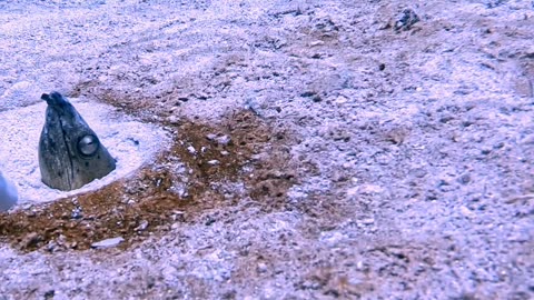 Strange Sea Creature Buried in Sand