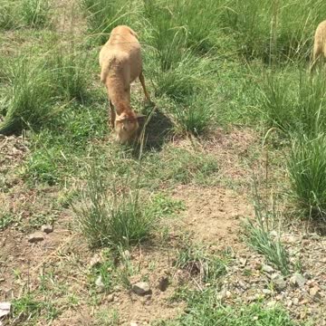 GET SOME EFFICIENT FARM TOOLS