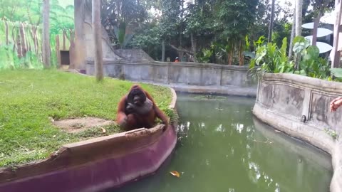 Clever orangutan makes a fair trade with human