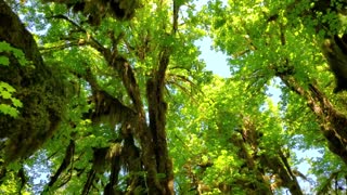 Ecosystem Olympic - Episode 3 Forest Ecosystems - Olympic National Park