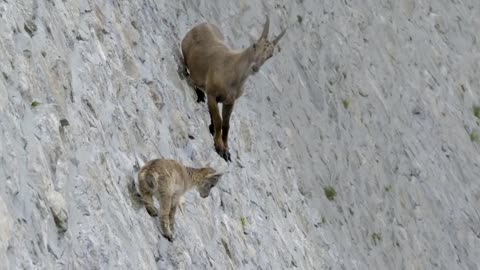Mountain Goat Tossing Snow Leopard Falls Down From Cliff To Escape - Even The Mighty Can Falter-9