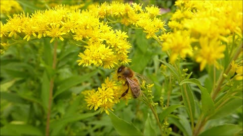 Bees and Blues - A Chillout Video with Bees
