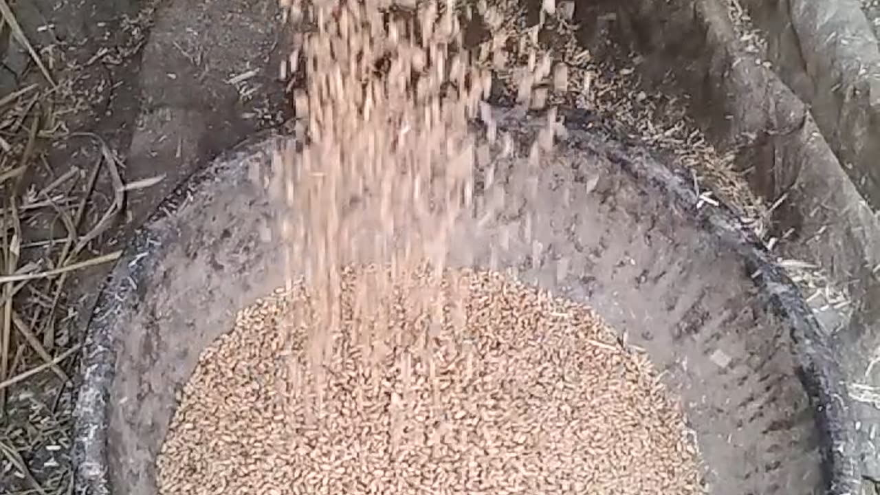 Wheat greeting extracted by machine