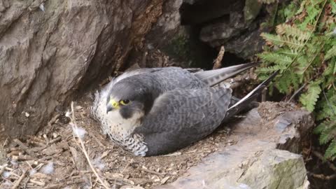 The Brutal Hawk Rips Wild Animals| Summary Of Hawk's Most Terrifying Attacks With Wild Animals