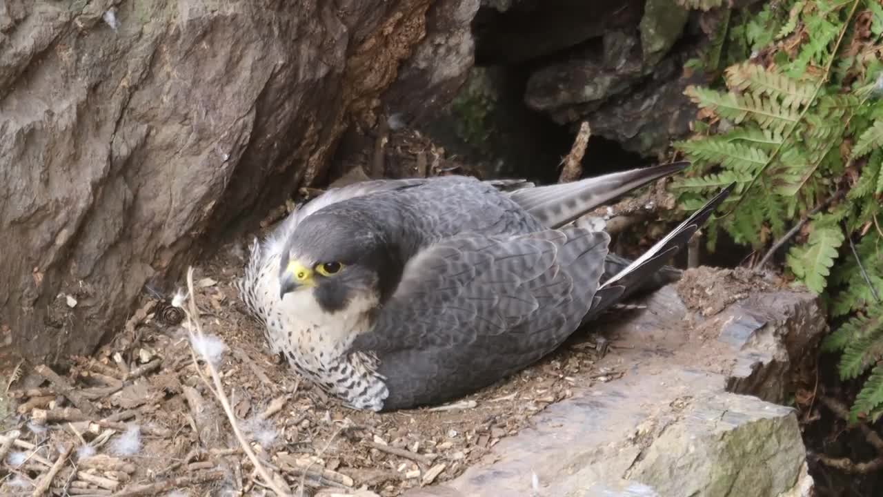 The Brutal Hawk Rips Wild Animals| Summary Of Hawk's Most Terrifying Attacks With Wild Animals
