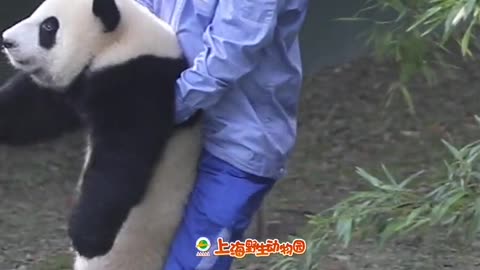 Can't hold it # panda