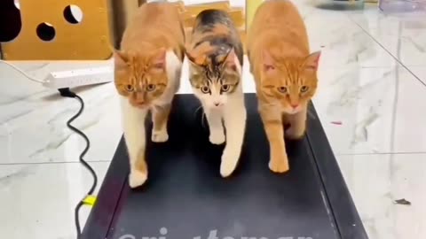Cat 🐈 cute fanny memes funny video