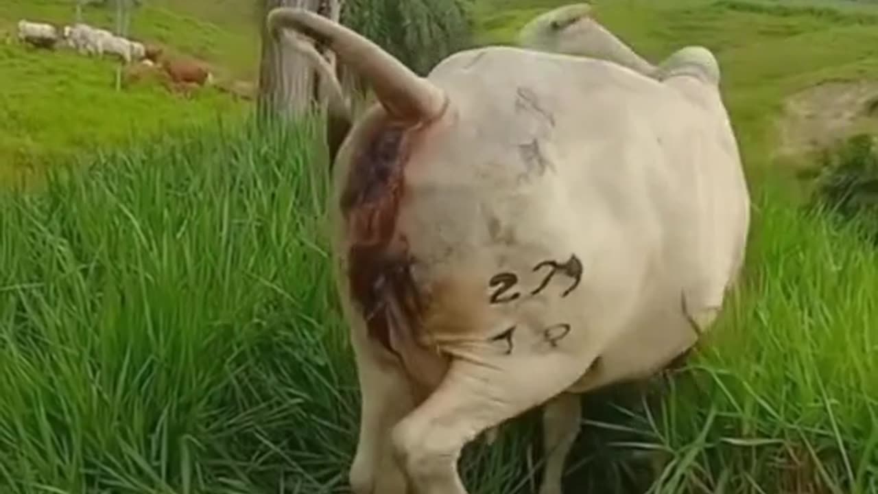 Cow giving birth