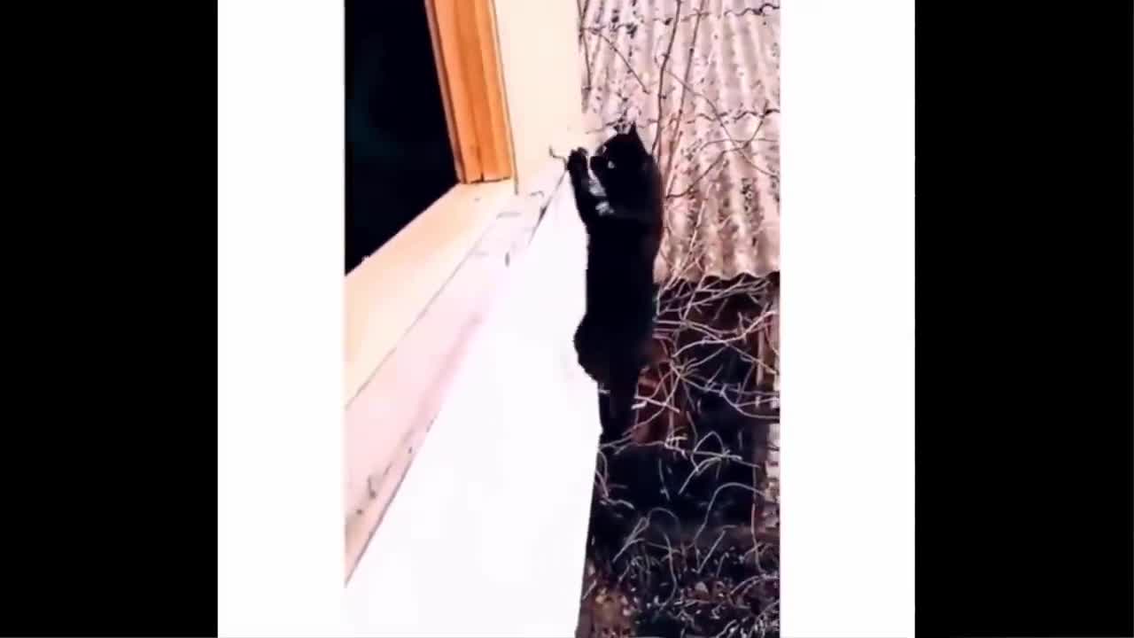 Funniest Animals - Best Of The 2021 Funny Animal Videos
