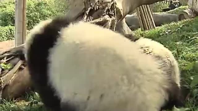 Happy giant pandas