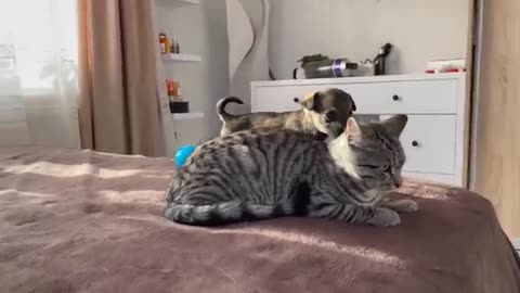Funny cats