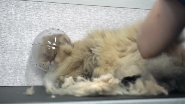 FEROCIOUS cat attacks his groomer