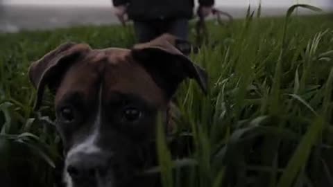 dog