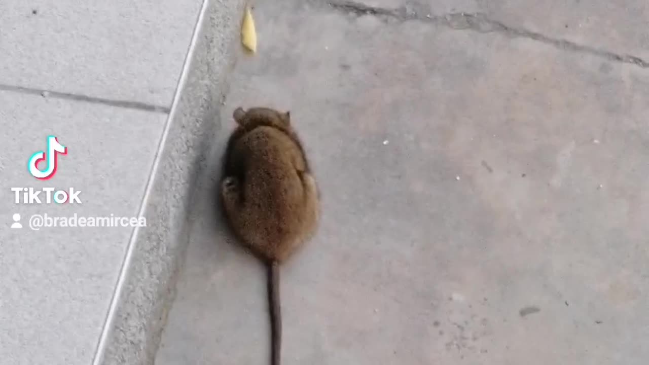RAT Chillin and realxing on balkan music 2023