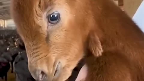 Funny animals Videos #shorts #reels