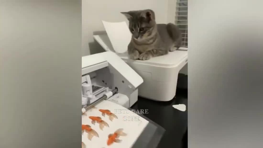 funny cats