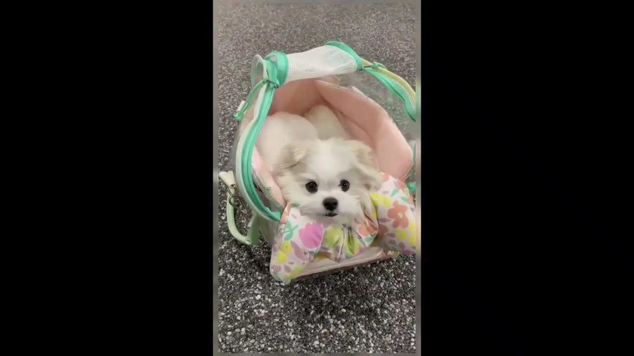 Let's join the Doggo Cult together.