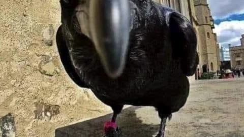 The Crow Is Asking You A Question