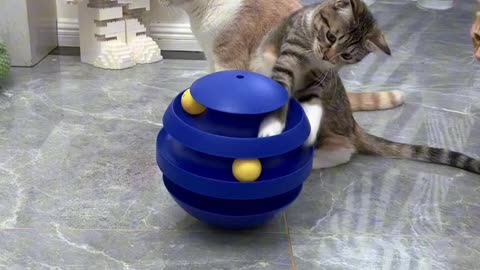 Funny 😂🤣 cat videos 😅