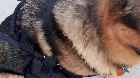 Dean and Tyler service dog harness
