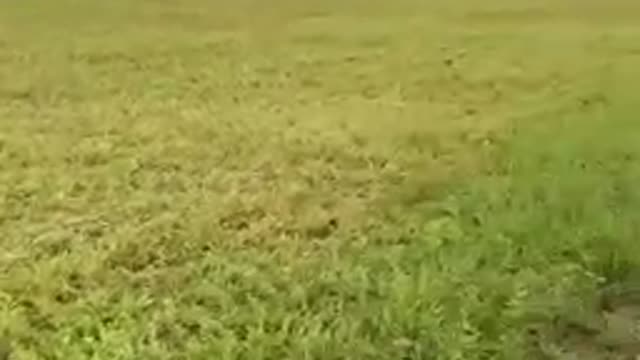 Real Florida