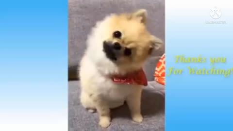 Animals funny vedio