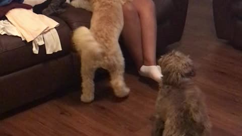 Little female puppy not nice to another puppy