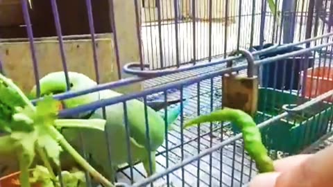 My Parrot Eating Mirchi 😋
