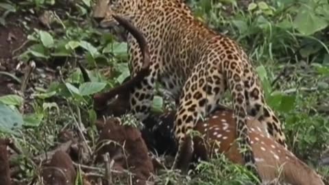 Wildlife in closer view with a natural perspective.