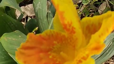 🌳🌲Natural relaxing shorts video ____