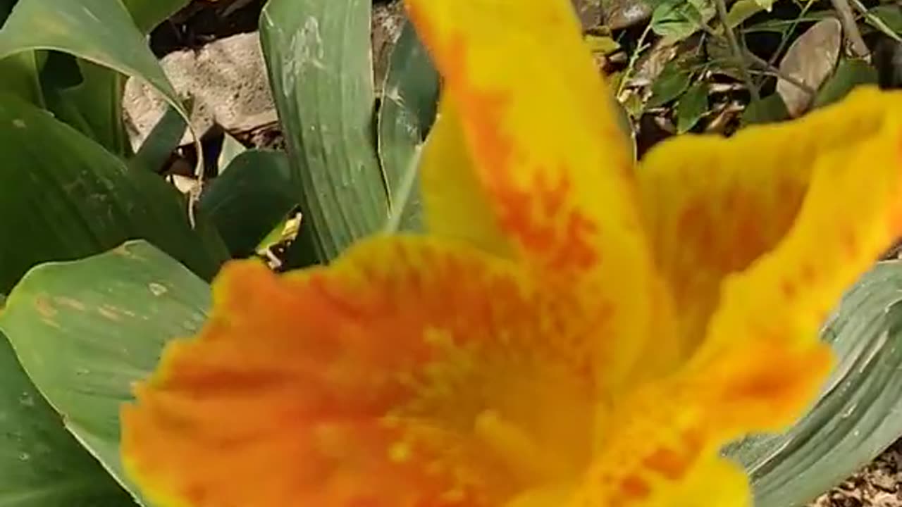🌳🌲Natural relaxing shorts video ____