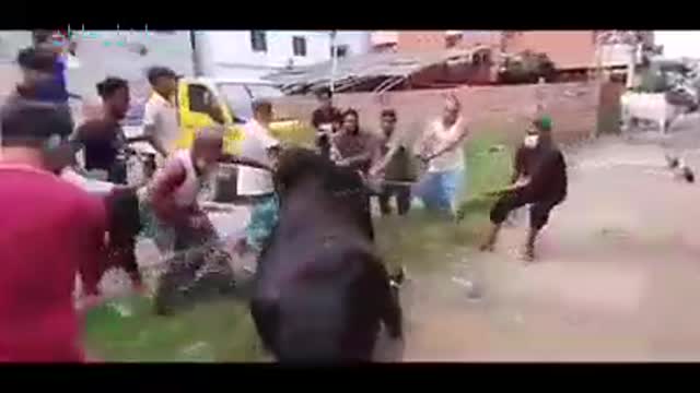 Cow are in aggressive Mood