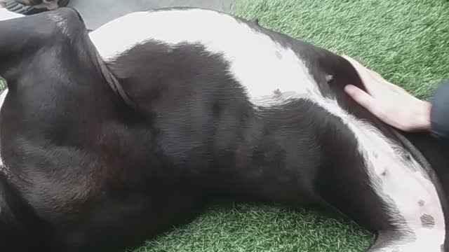 Great Dane belly rubs