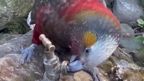 bird's drinks water🥺🐦❤