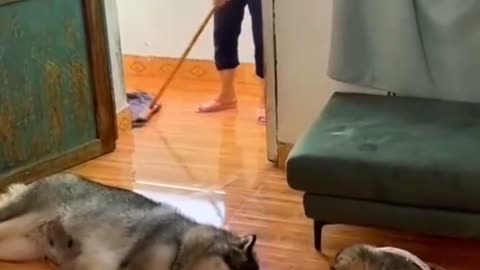 Funny Animal Videos 2024 Best Dogs And Cats Videos 😺😍short,viral,tiktok