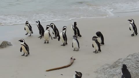 A Colony of Penguins at Boulders Beach, South Africa