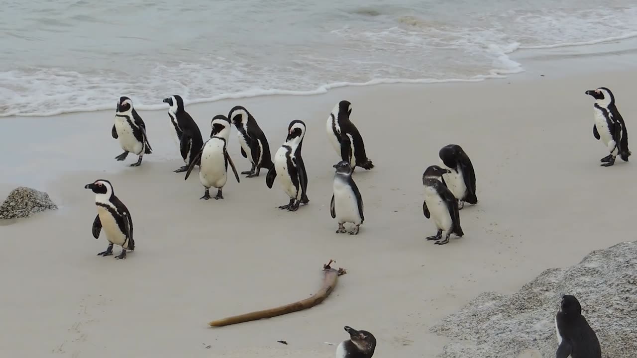 A Colony of Penguins at Boulders Beach, South Africa