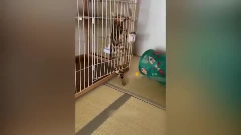 Funny Cat and Dog video 2023