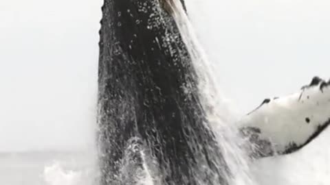 Oh God, the biggest whale in the world